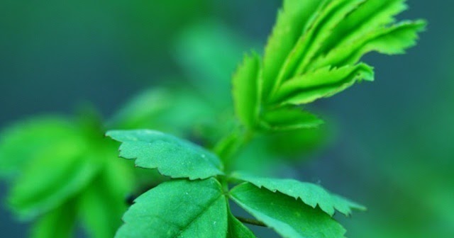 Beautiful Iphone Wallpaper Iphone 5 Wallpaper Green Spring Leaves