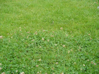 ARTE Y JARDINERÍA : Renovar el jardín