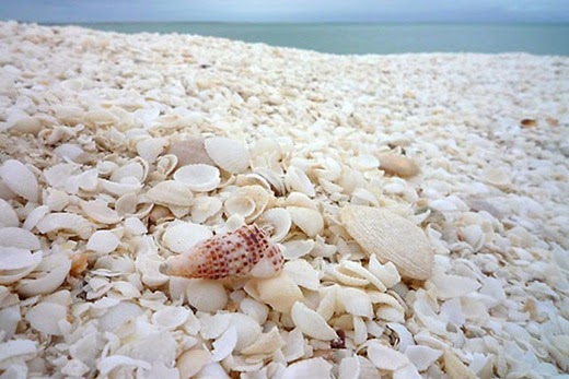 Shell beach in Australia