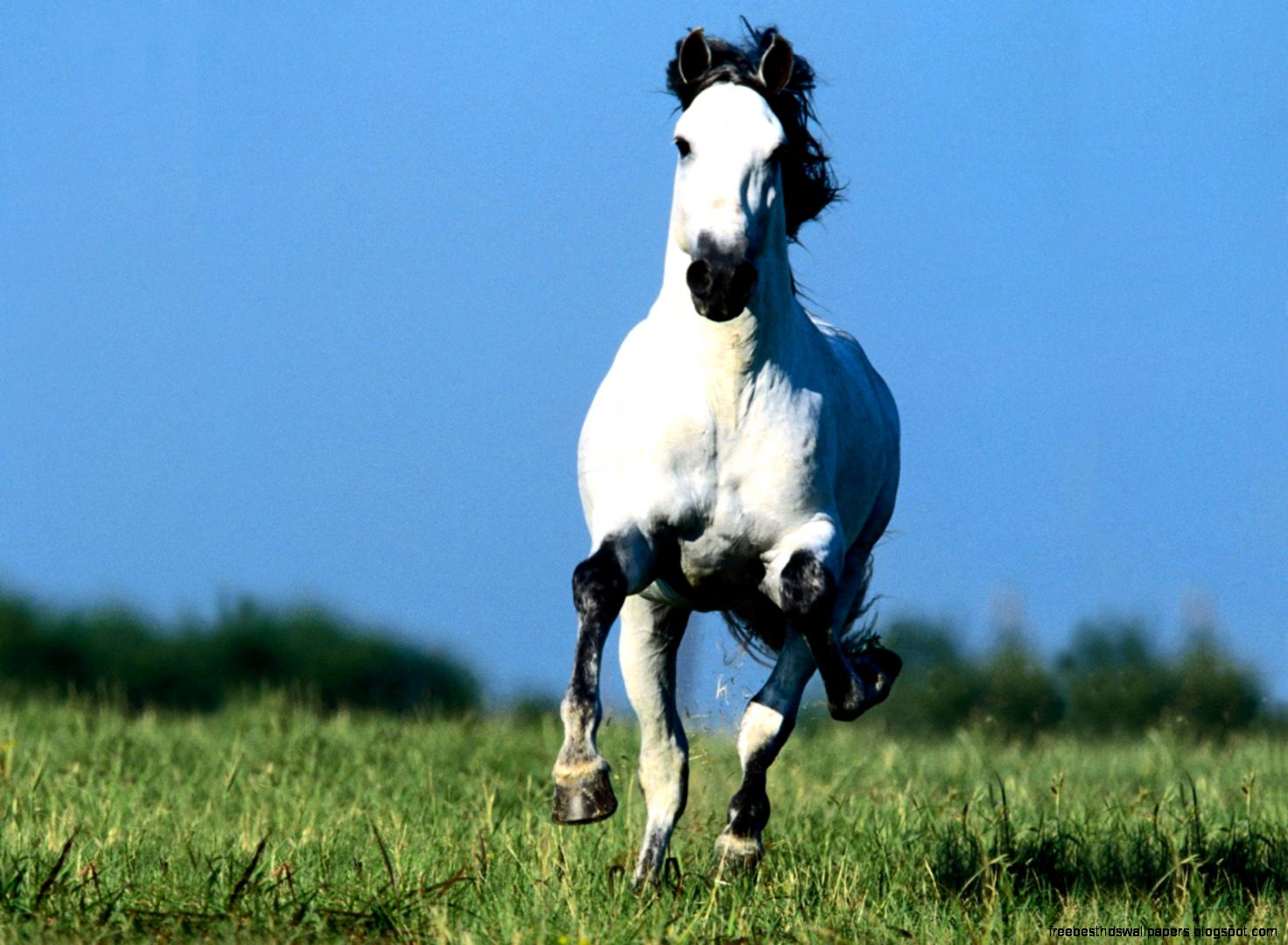 Horse Horses Horse Horses