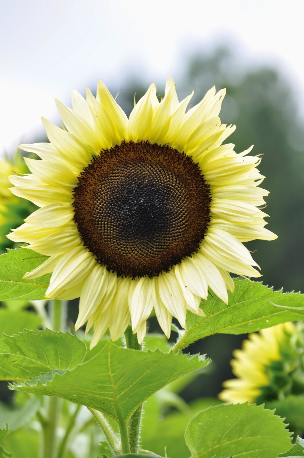 March 8 column Annual flowers Susan's in the Garden