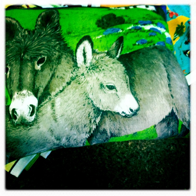 confused donkey