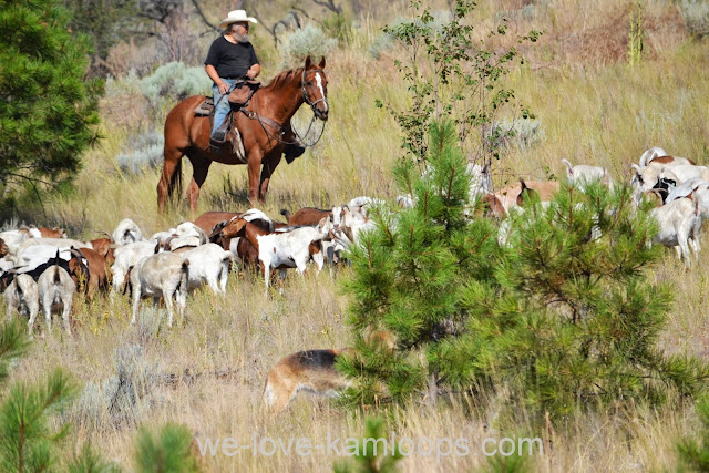 Owner sits on his horse and watches the herd