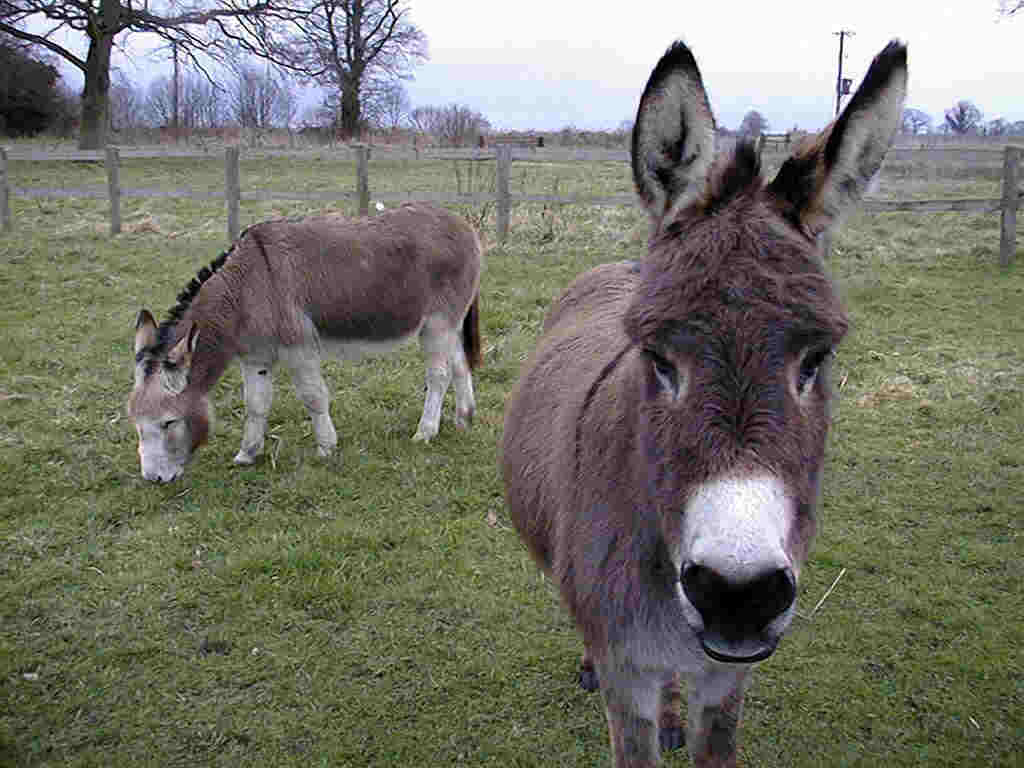 Picture Donkey