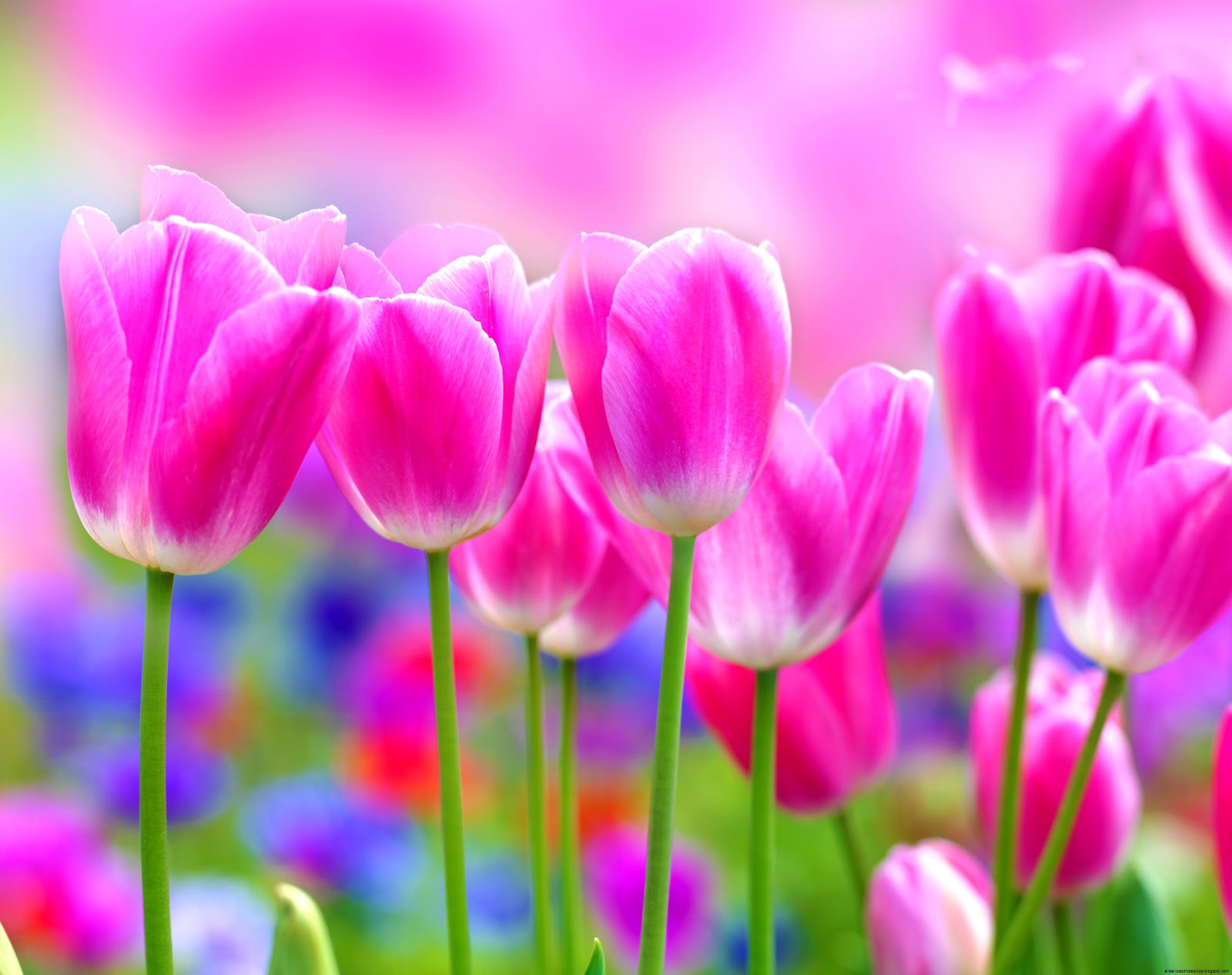 Flowers Purple Tulip Vase Hd Wallpaper