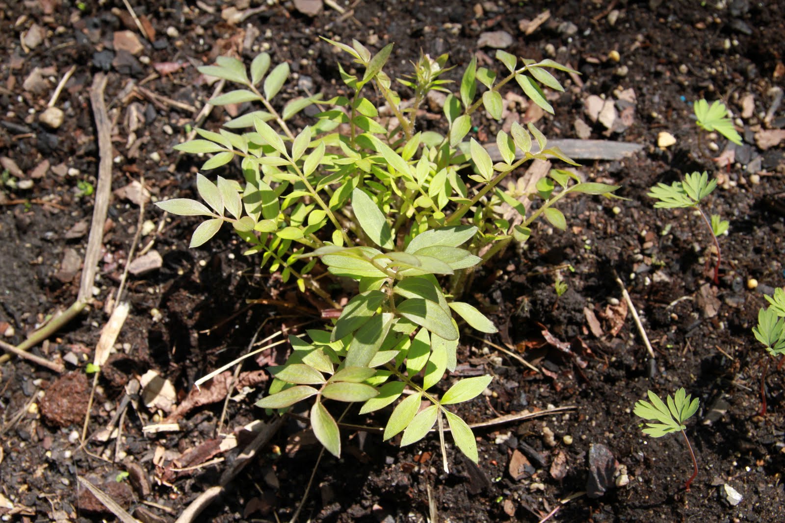 Chicago Native Plants
