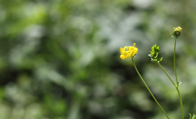Birds-Foot Trefoil Flowers Birds-Foot Trefoil Flowers