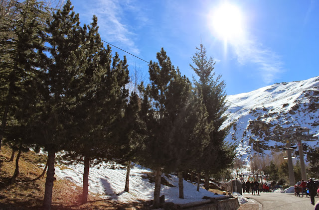 escapada a sierra nevada con niños, mirlo blanco, hoya mora