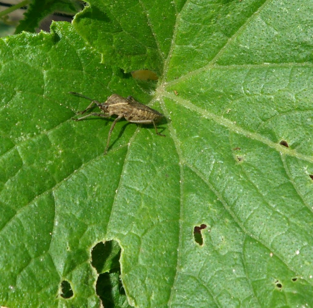 Rick's Roots A Gardening Blog The War On Bugs Fighting squash bugs