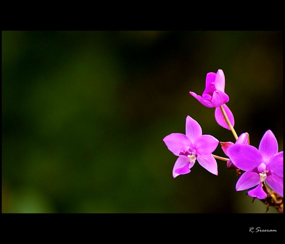 Happy Malayalam New Year To All Flickr Photo Sharing Happy Malayalam New Year To All Flickr Photo Sharing