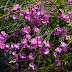 Garofiţa de pădure (Dianthus sylvestris)