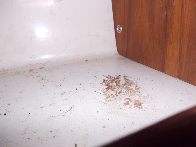 Galley Wench Tales Pantry Moth Plague Continues