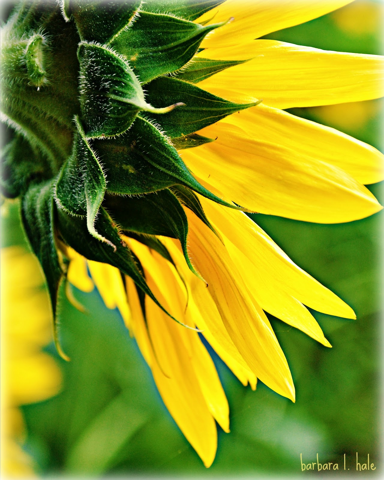 Commonplace Beauty Photography The End of Sunflower Season in Griswold