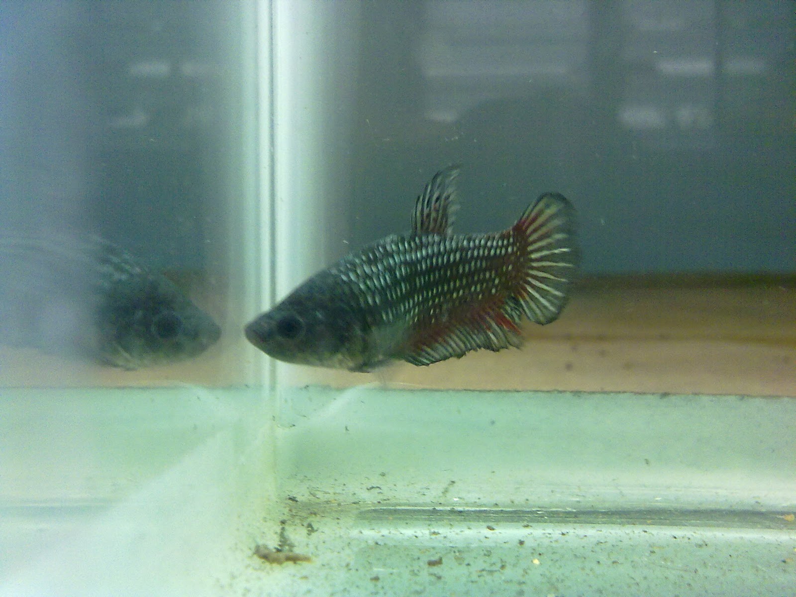 BettaLover Betta for Sale HMPK Copper Red Female 3 RM30