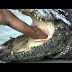 Pattaya Thailand Crocodile Farm 2011