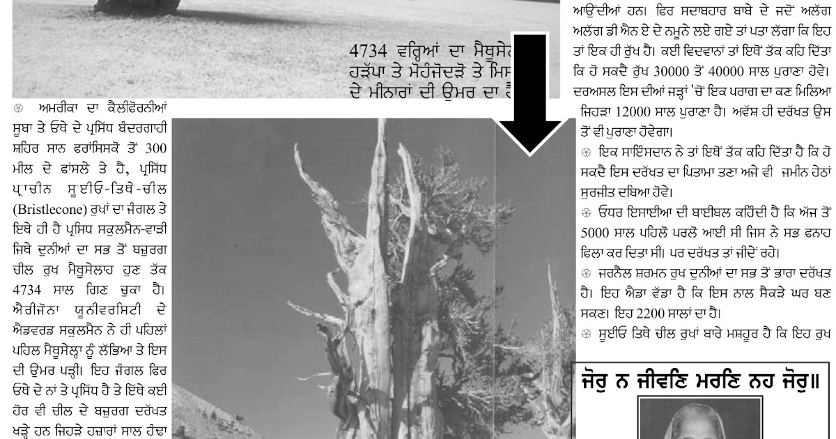 5000 YEAR OLD ANCIENT TREES (in Punjabi) Punjab Monitor