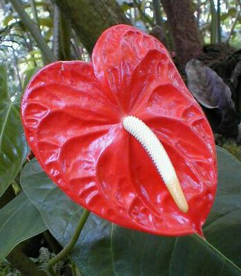 Anthurium