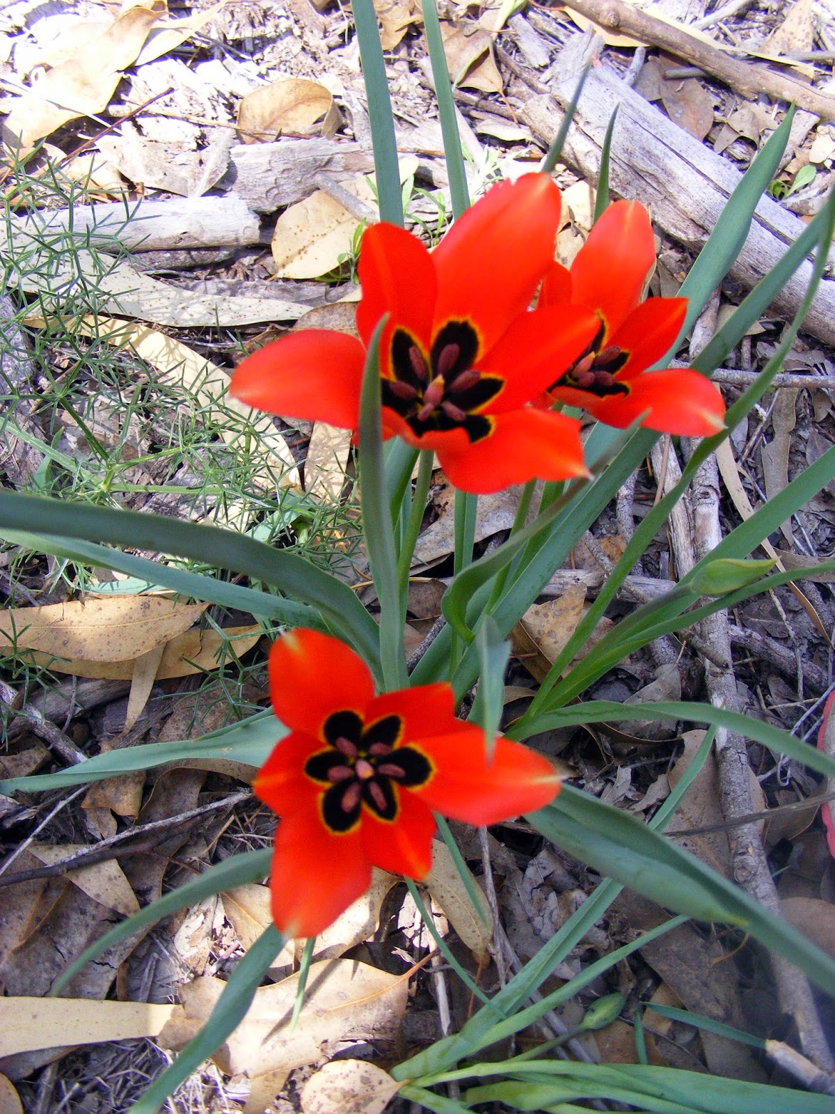 Jerusalem Tulip The Jerusalem Tulip Flowers Pinterest Tulip
