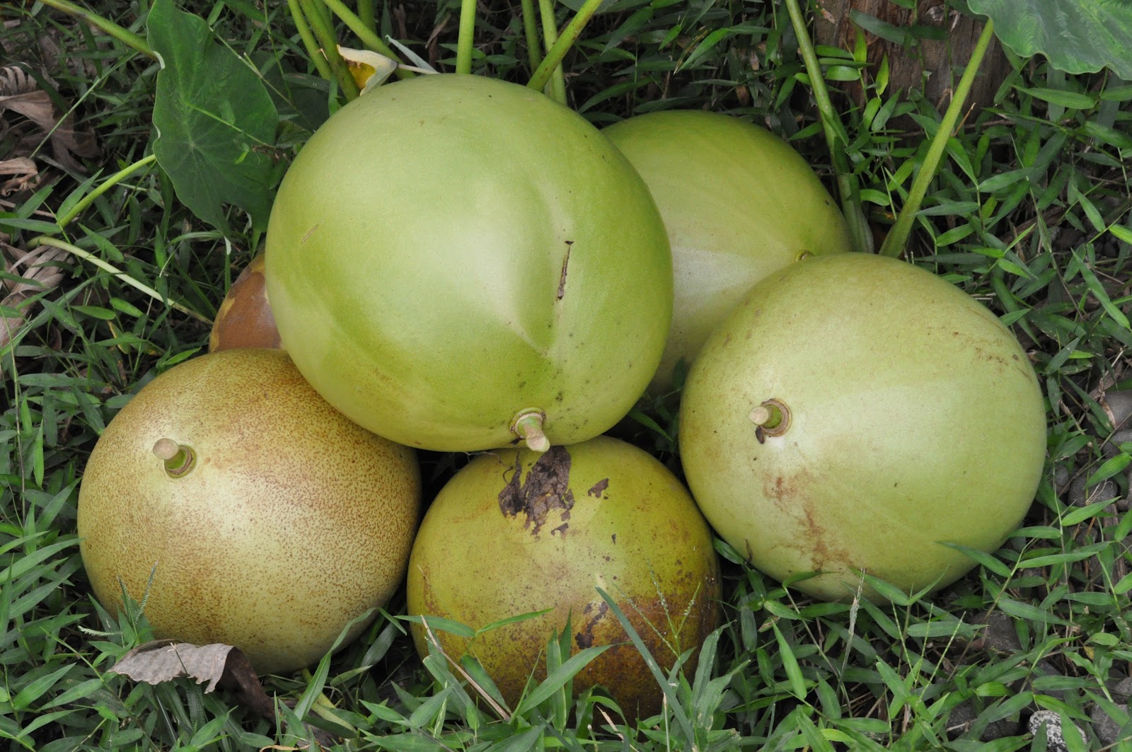 Grace Balderas Miracle Fruit or Calabash Tree (Cujete)