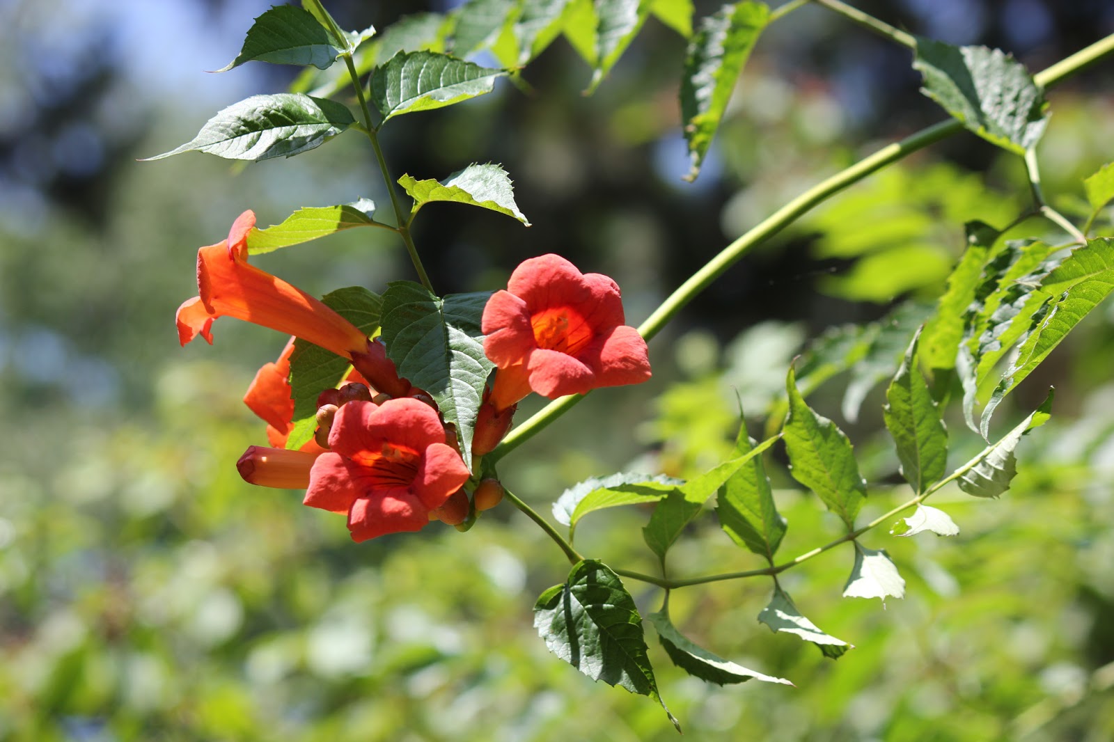 The Cabin Countess The Invasive Trumpet Vine
