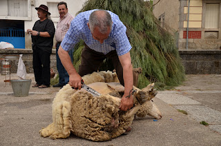 Antiguo esquilador "motilando" una oveja