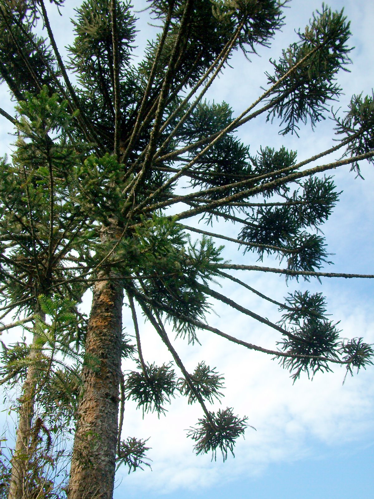 Dyckia Brazil Araucaria angustifolia. the Brazilian pine tree
