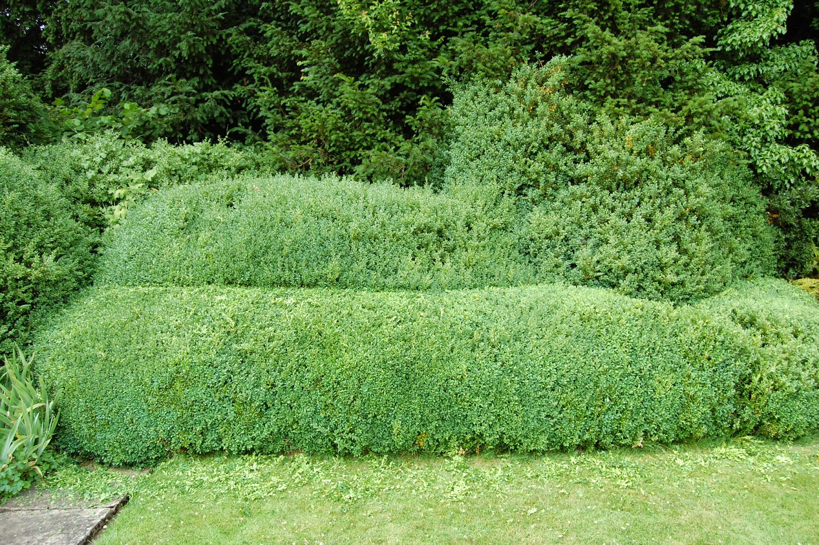Hedge And Shrub Trimming Tips Advised By Experts Penniless Parenting