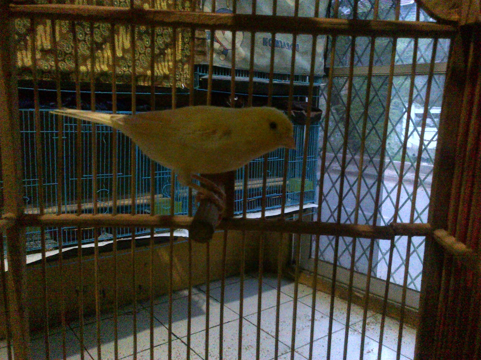 Free Download Suara Burung Kenari Isian Ciblek