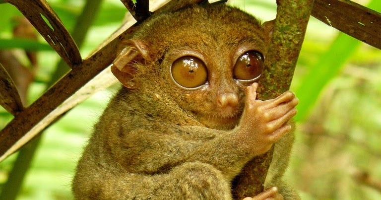 Tarsius pumilus Indonesian Forest