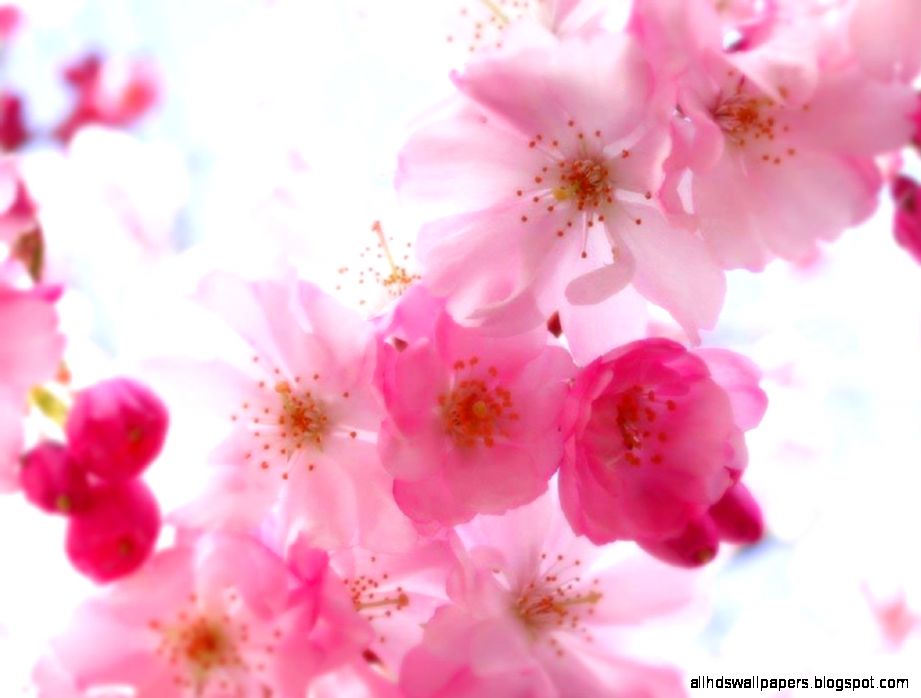 Pretty Backgrounds wallpaper 1024x768 40295 Pretty Backgrounds wallpaper 1024x768 40295