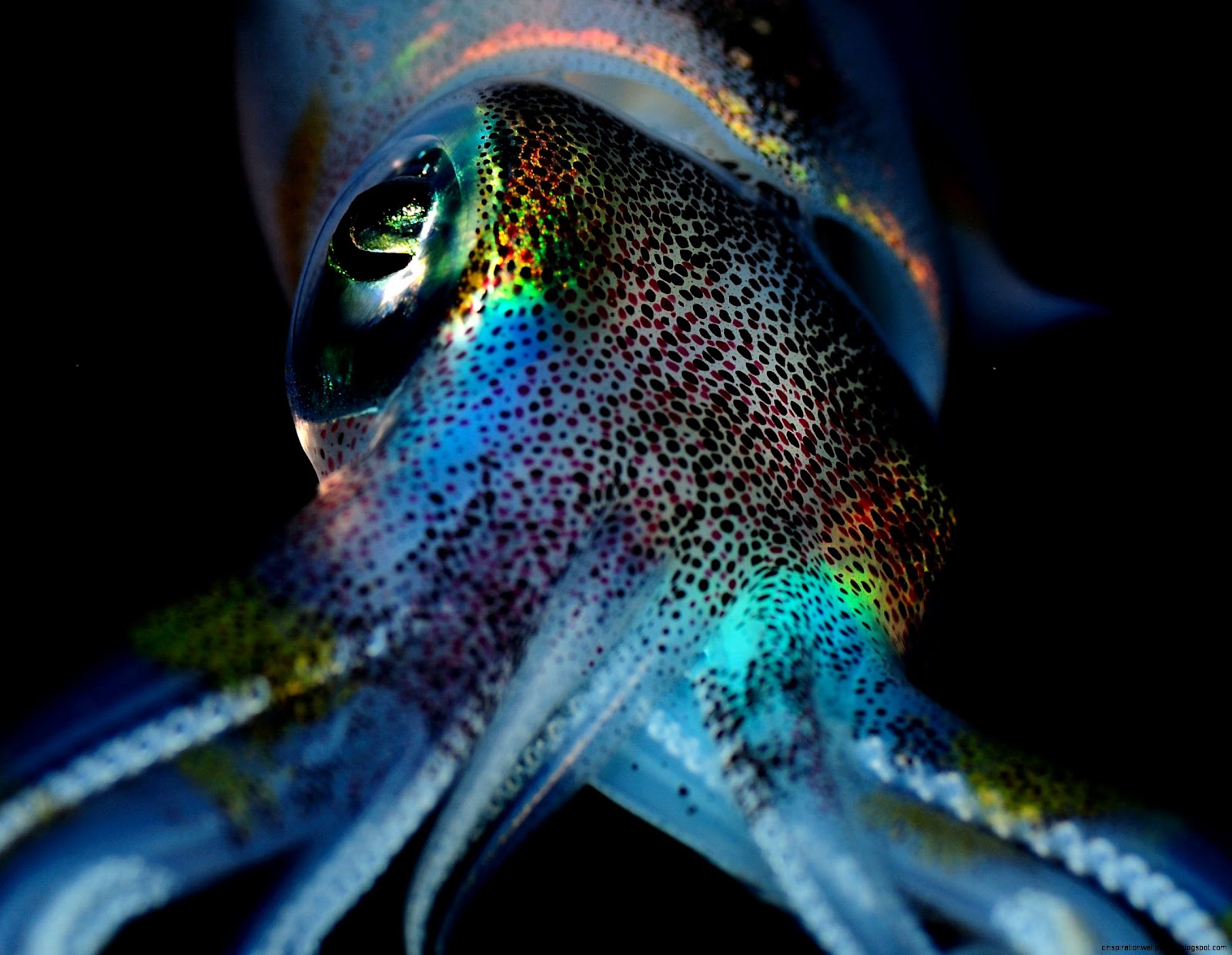 Squid Animal Squid Animal