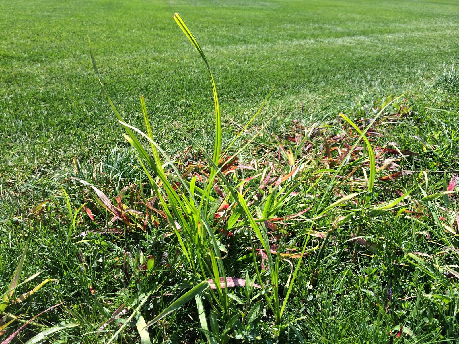 Smart Turf Yellow Nutsedge A Troublesome Summer Weed