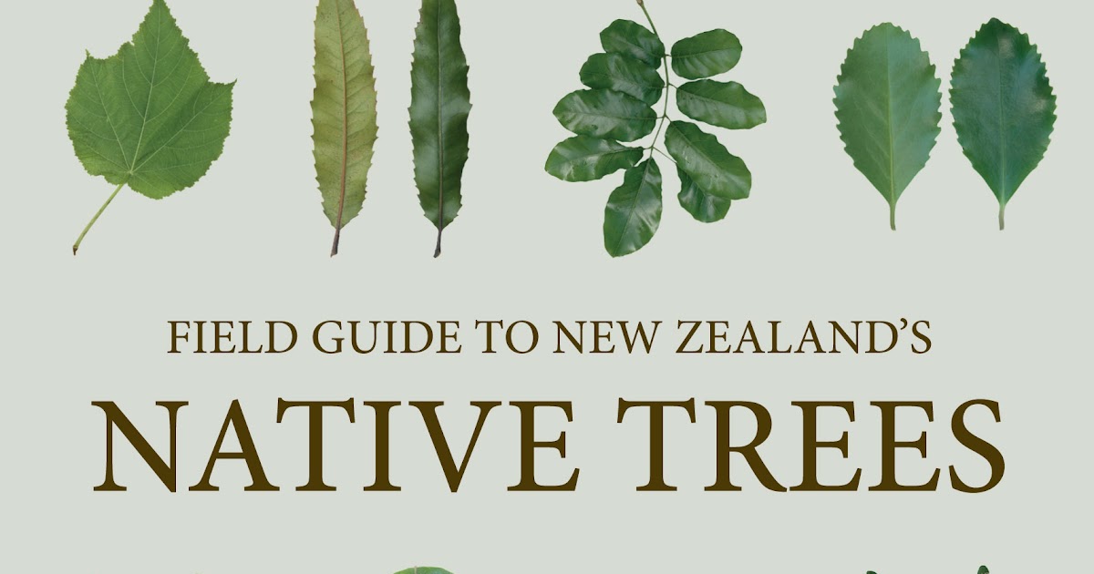 Beattie's Book Blog unofficial homepage of the New Zealand book