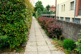 Il Mondo In Un Giardino Tutti Pazzi Per La Siepe Di Photinia Rossa