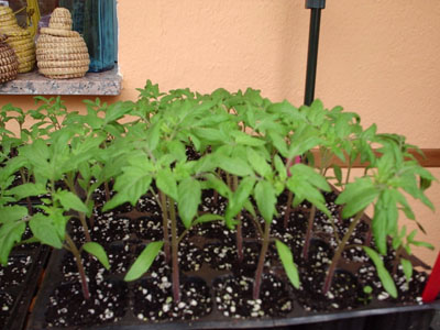 Cuando sembrar y cosechar en tu huerta jardin: Cultivar tomates