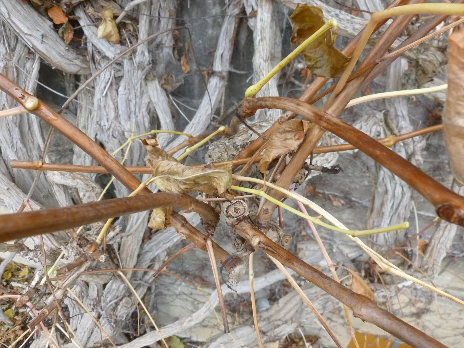 Worcester College Gardeners Pruning 'Campsis radicans' (Trumpet Vine)