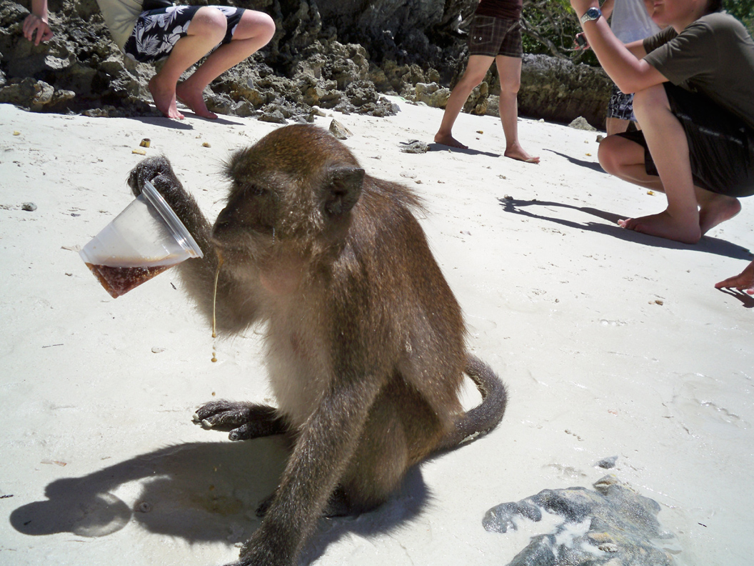 KW Monsters Blog of Evil: MONKEY BEACH in Thailand