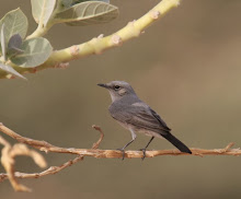 Blackstart, Eilat