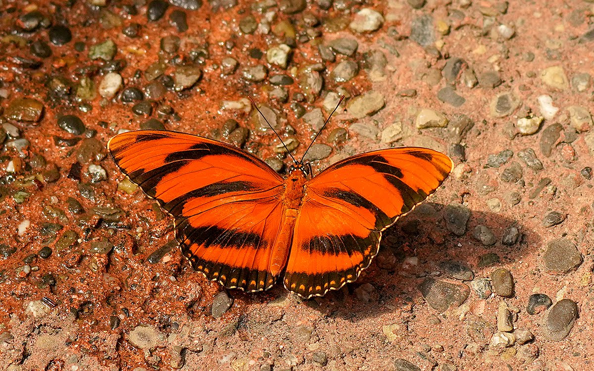 Bruno's  Schmetterlinge  /  Butterfly