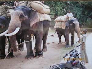 Elephants at Mysore Palace grounds(28-9-2001)