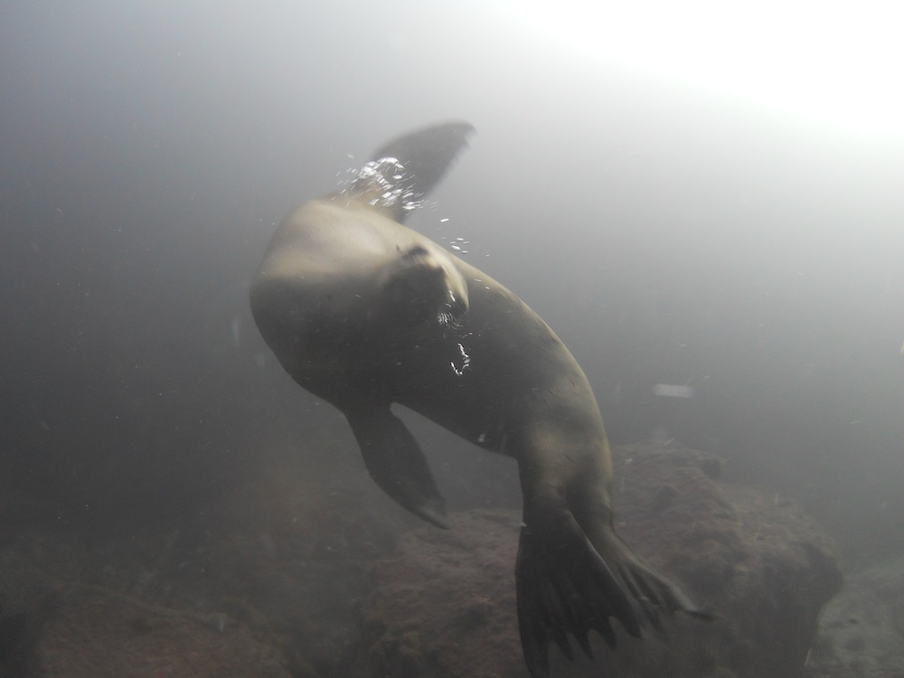 Orange County Dive and Photo, Dive Shop Sales Service Travel with PADI