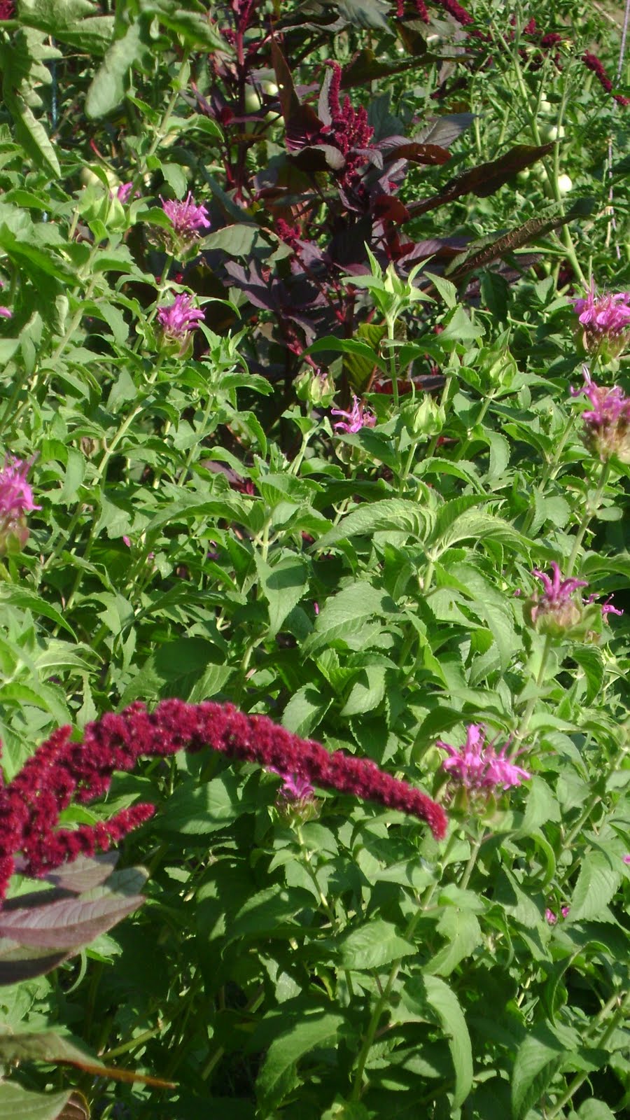 TSG Bee Balm (Monarda Fistulosa)