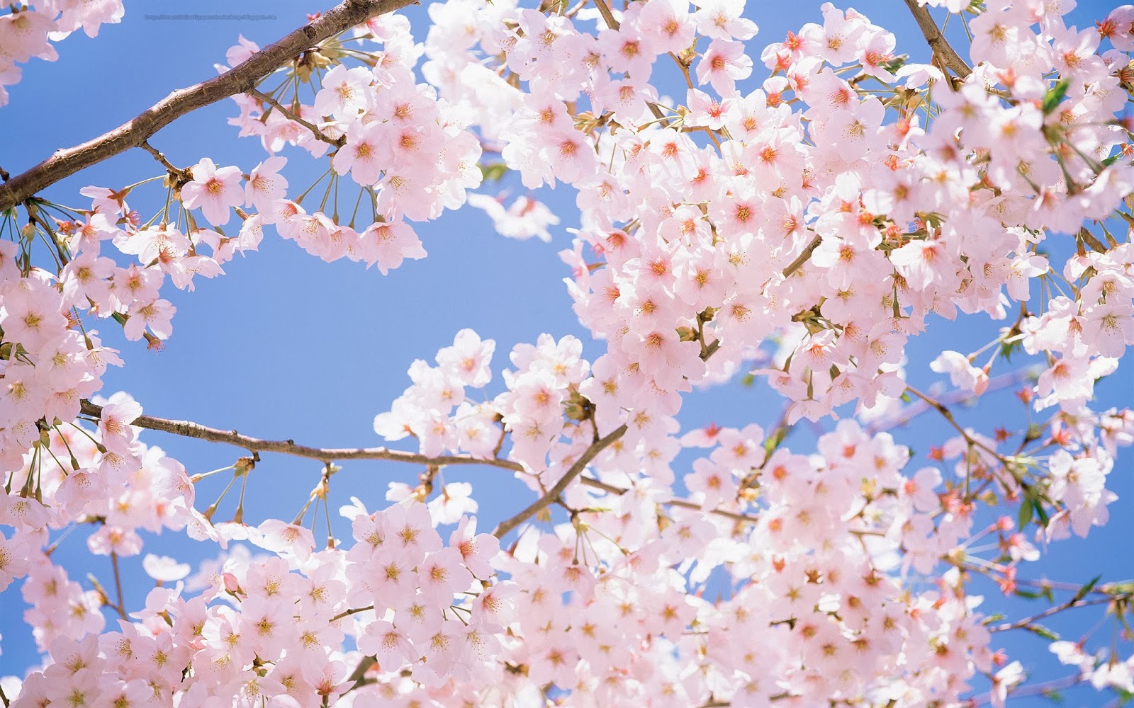 Modern Cherry Blossoms Wallpaper for Small Space