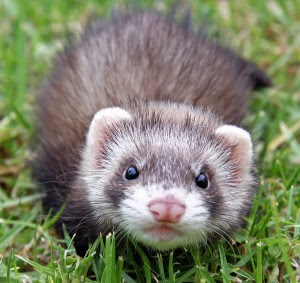 Ferret With Glasses