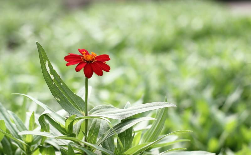 narrow leaf zinnia