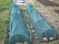 St Ives Allotment - Net Cloches