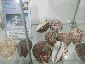 Tiger shells in National Museum of Maldives in Male's City.
