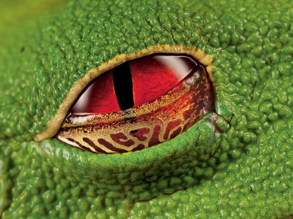 The 100 best photographs ever taken without photoshop - The scarlet eyes of a warty tree frog, Costa Rica
