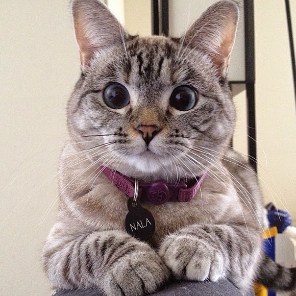 Pet's We Love 3 Most Famous Cats