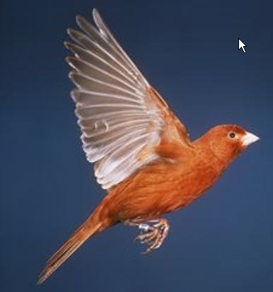 pictures blog canary flying dui chart